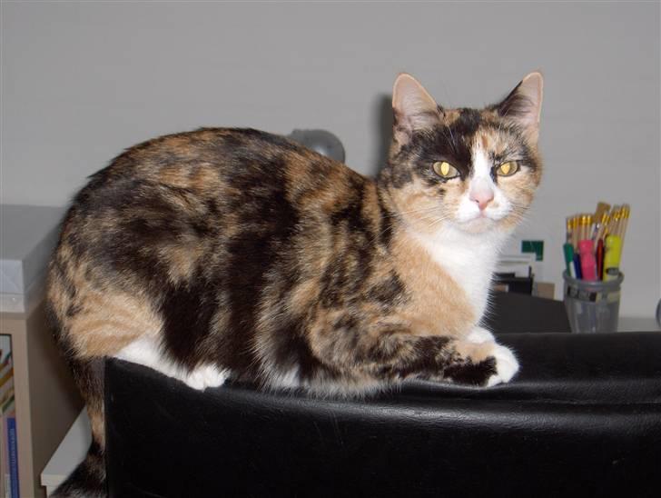 Huskat Nala - Smukke missen billede 1