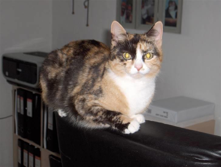 Huskat Nala billede 2