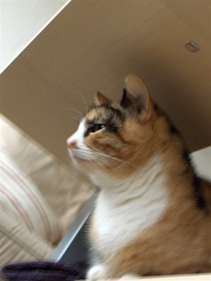 Huskat Nala billede 3