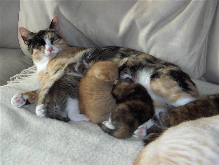 Huskat Nala - Er livet ikke bare dejligt;o) billede 4