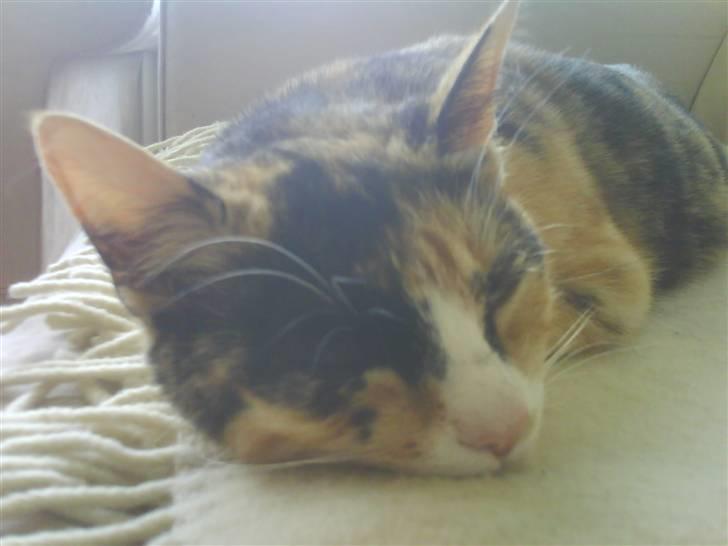 Huskat Nala billede 5