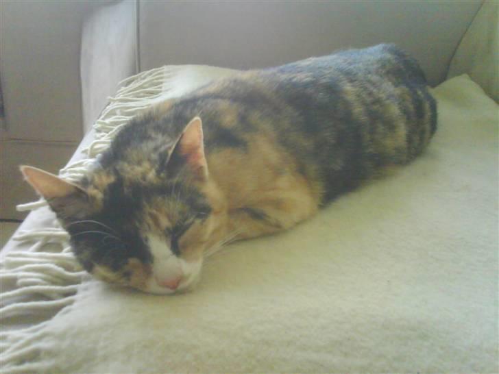 Huskat Nala - Det er hårdt at være gravid! billede 6