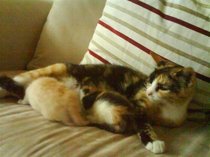 Huskat Nala billede 7