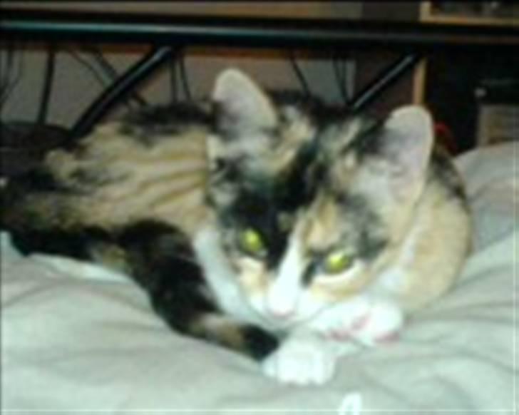 Huskat Nala billede 8