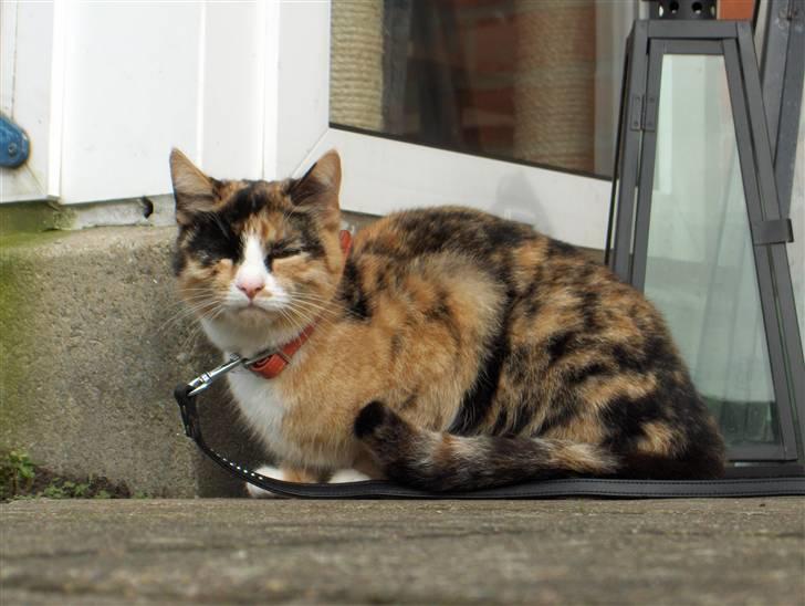 Huskat Nala - Det er skønt at være ude billede 9