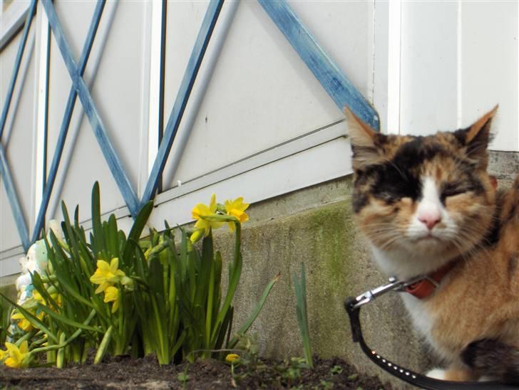 Huskat Nala billede 10