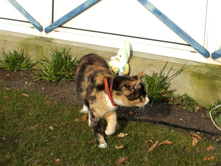 Huskat Nala billede 11