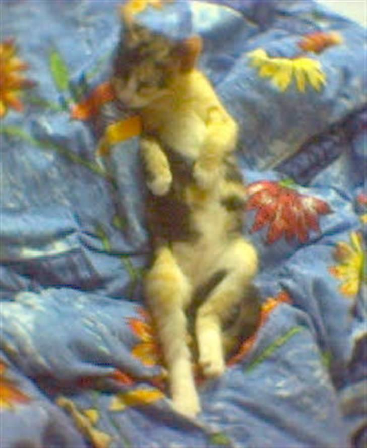 Huskat Nala - zzzzzzzzzz billede 12