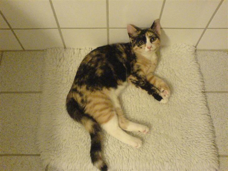 Huskat Nala billede 13