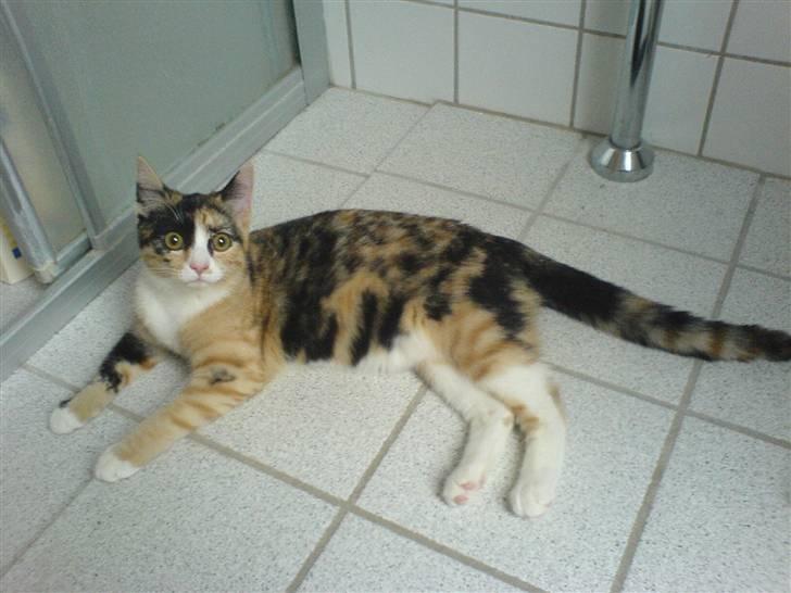 Huskat Nala - Ahhh et gulv med varme billede 14