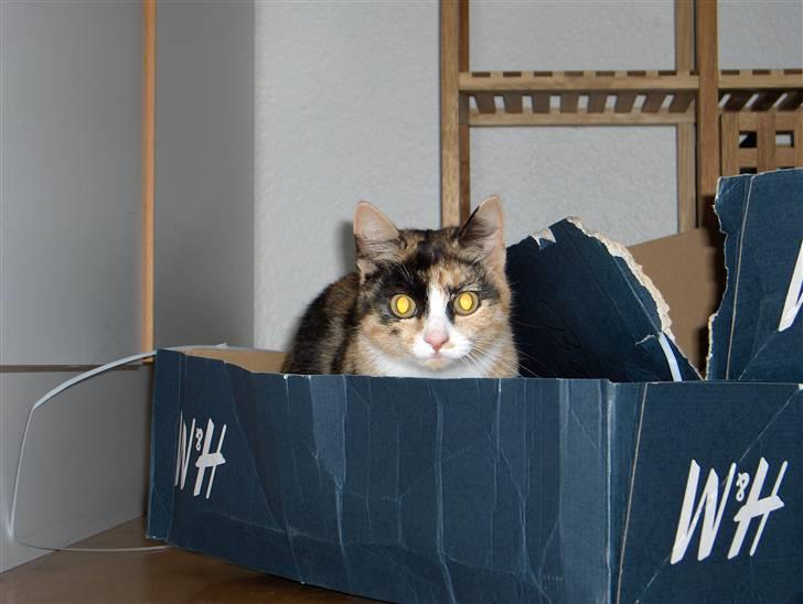 Huskat Nala - Jubiiiiii en papkasse billede 15