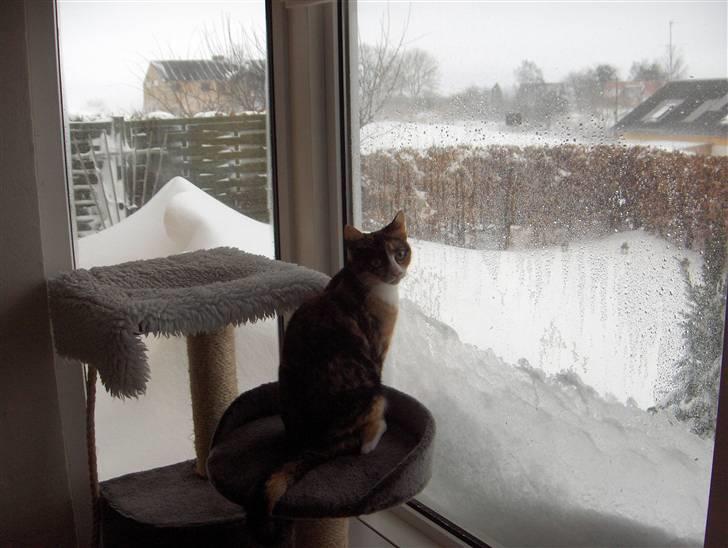 Huskat Nala - Jeg blir lige herinde ik?? billede 16