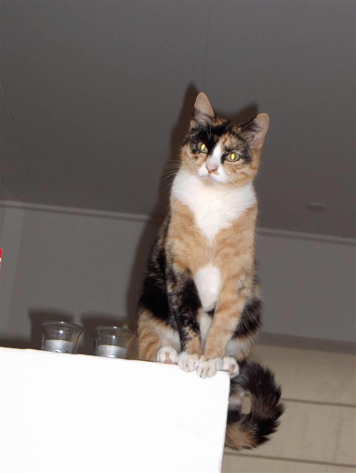 Huskat Nala - Hej;o) billede 17