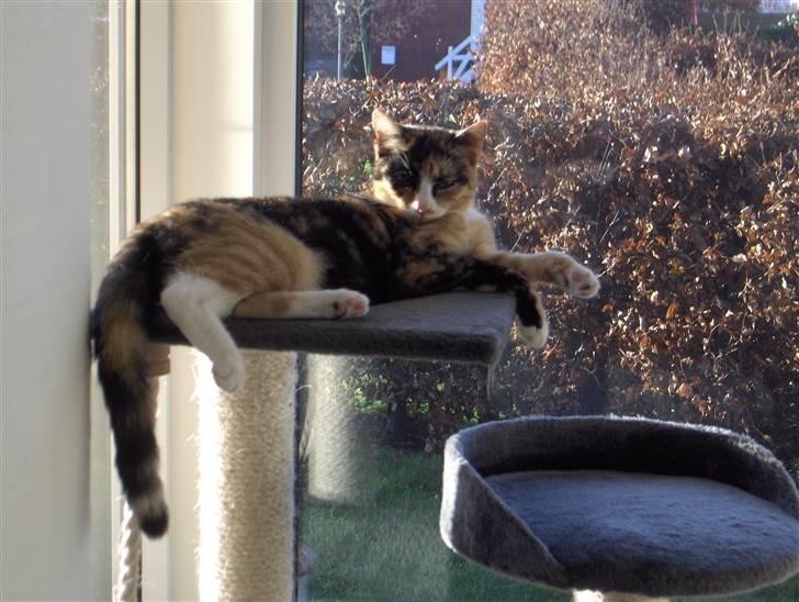 Huskat Nala - Ahhhh solen billede 20