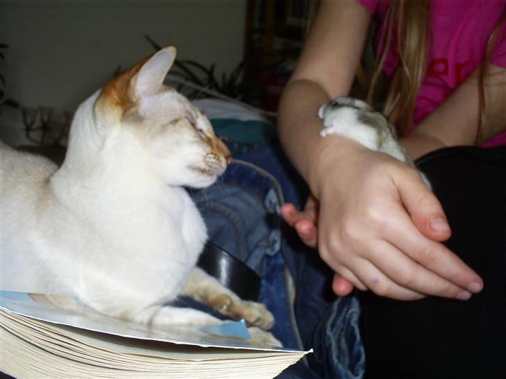 Siameser Frida - Øv Øv de viser mig den og så må jeg ikke engang spise den... billede 6