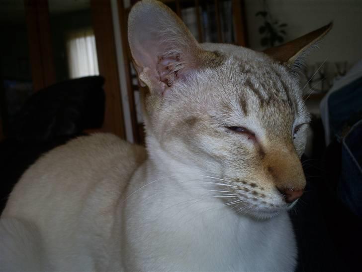 Siameser Frida billede 7