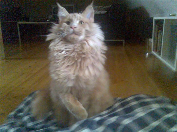 Maine Coon Mikkel<3 - jeg leger med simone<3 billede 9