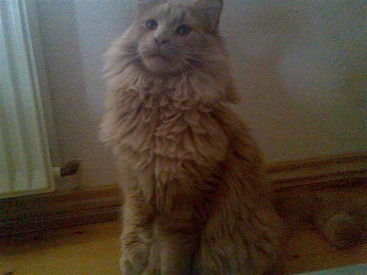 Maine Coon Mikkel<3 billede 10