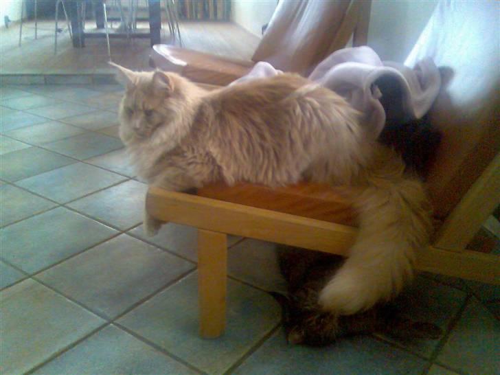 Maine Coon Mikkel<3 - leger med josefine<3 billede 11
