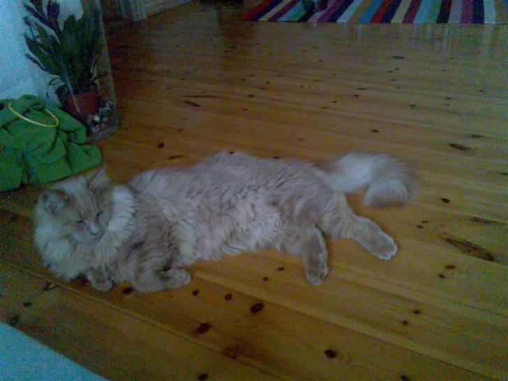 Maine Coon Mikkel<3 - <3 billede 12