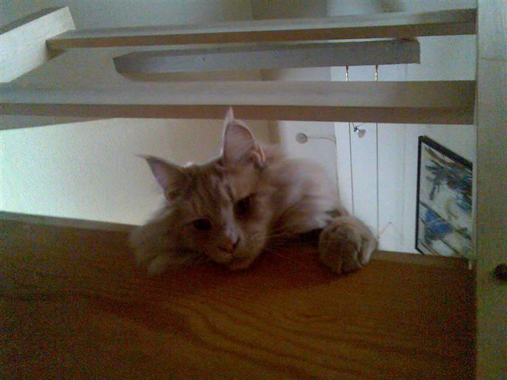 Maine Coon Mikkel<3 - jeg elsker virkelig den trappe<3 billede 13