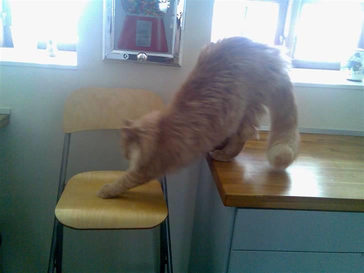 Maine Coon Mikkel<3 - strækker mig lige lidt<3 billede 14