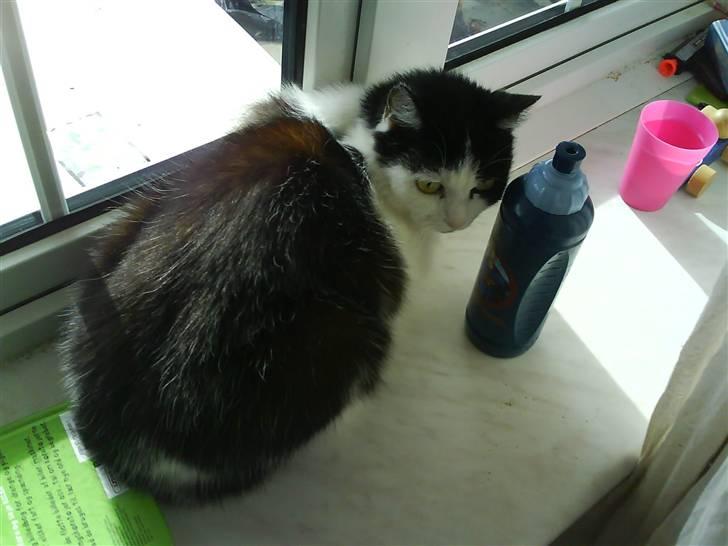 Huskat Snuller R.I.P. Død :'( billede 10