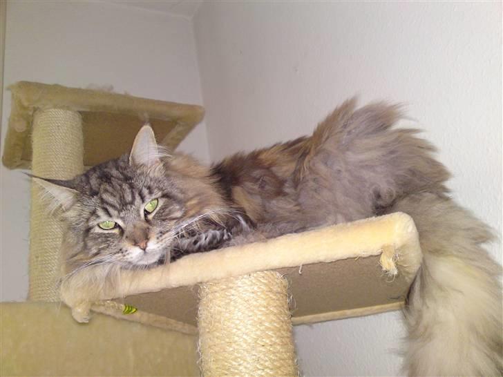 Maine Coon mercy - hejsa billede 3