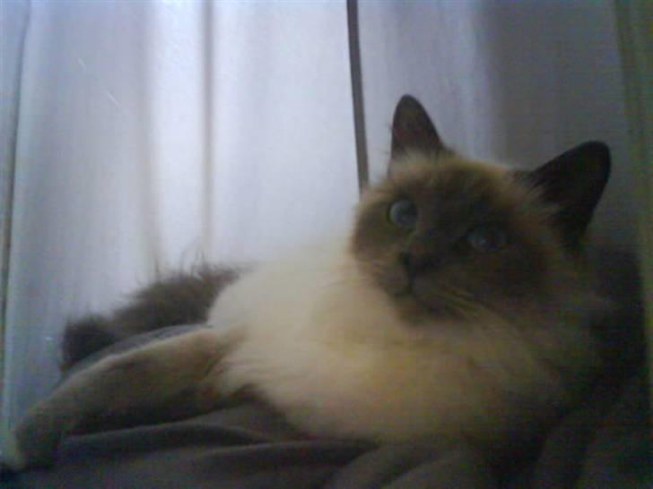 Hellig Birma Angel - Angel du er lækker(mange flere billeder kommer) billede 1