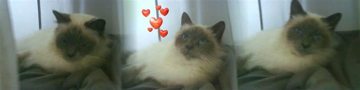 Hellig Birma Angel - hun ligger og tror hun er så smuk billede 2