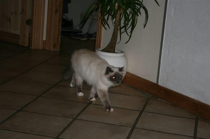 Hellig Birma Angel - Jeg går lige en tur da jeg lige her sovet billede 3