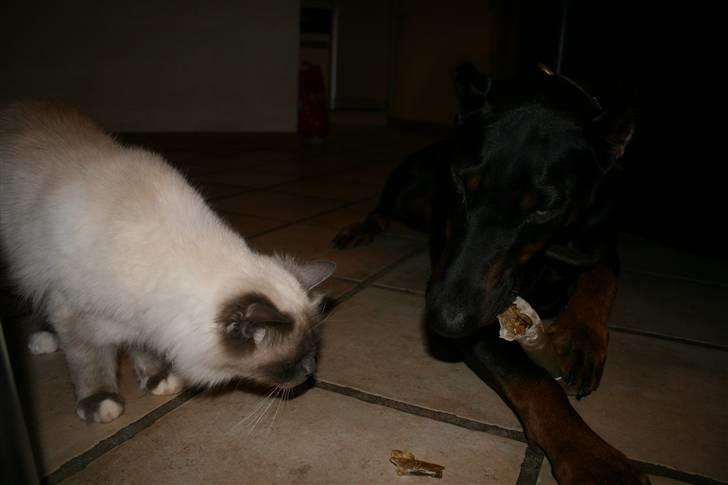 Hellig Birma Angel - tør jeg godt og kig. billede 4