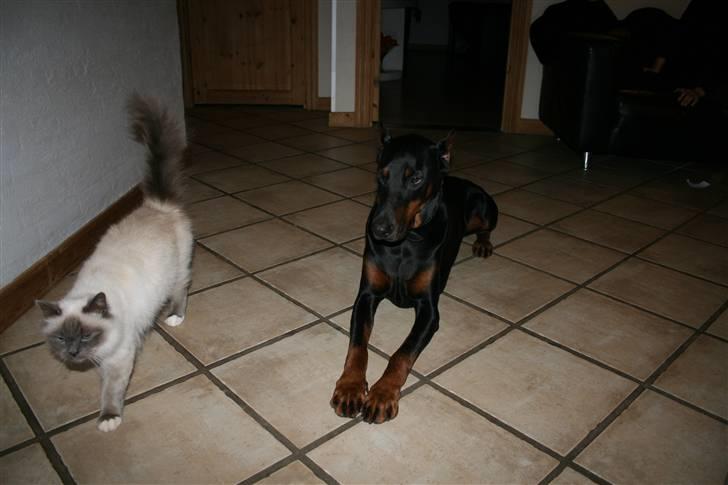 Hellig Birma Angel - og tilbage igen billede 5