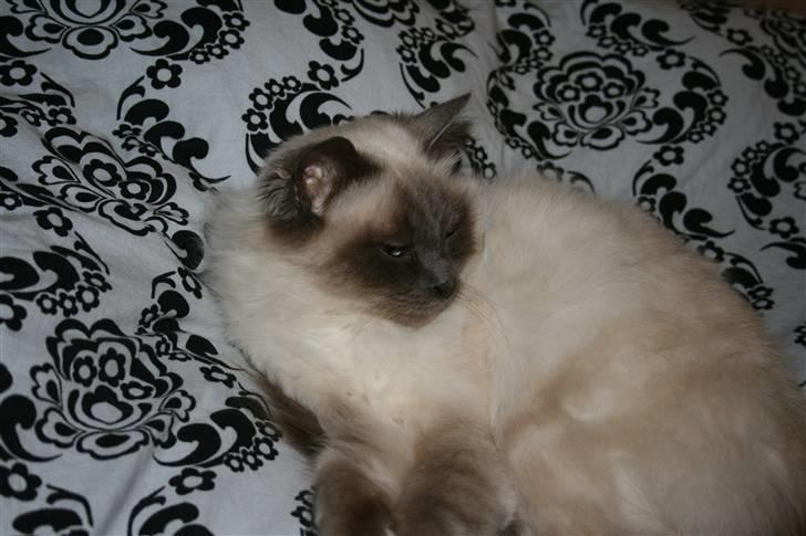 Hellig Birma Angel - Jeg putter i mors dyne billede 6