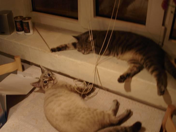 Ocicat Nikki billede 7