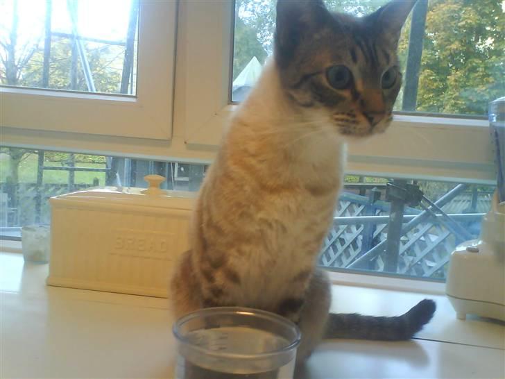 Ocicat Nikki billede 8