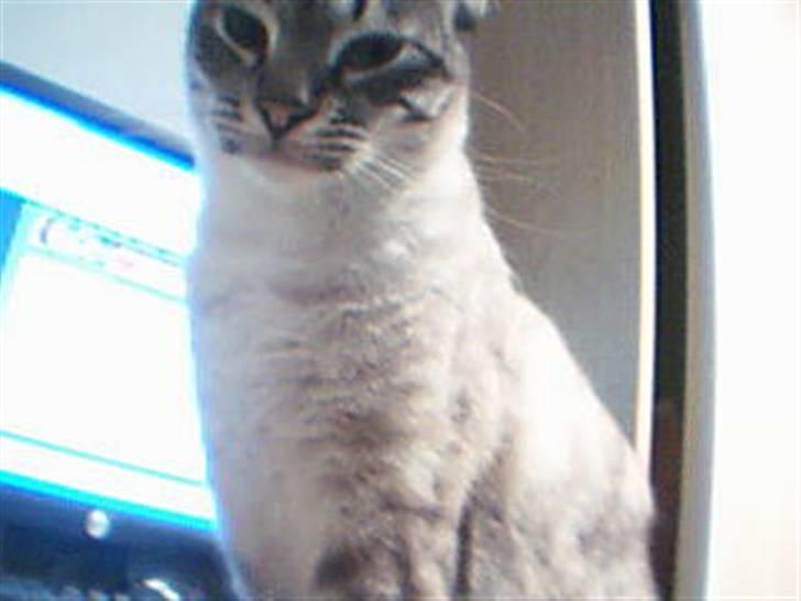 Ocicat Nikki billede 9