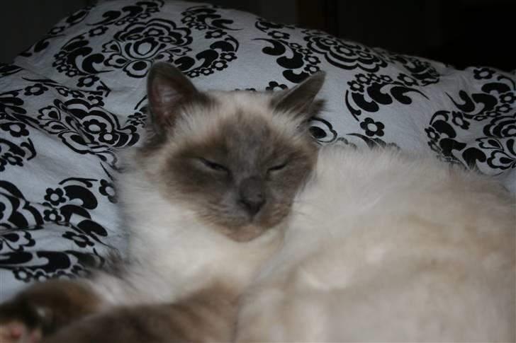 Hellig Birma Angel billede 7