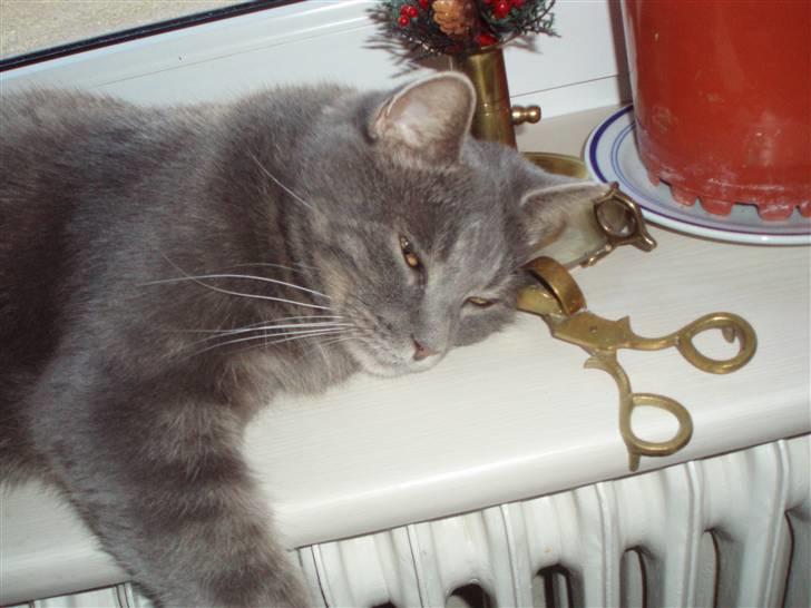 Blanding af racer tomse - eyh nu lå jeg lige og sov billede 1