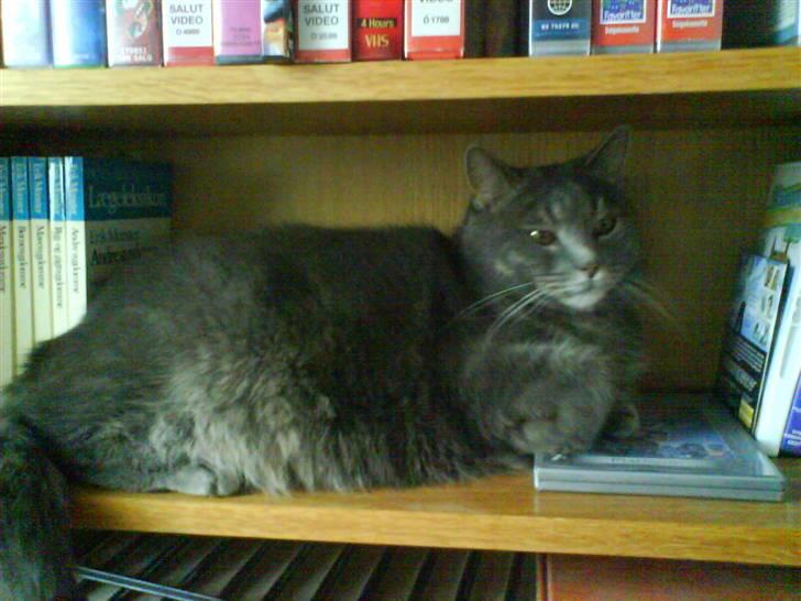 Blanding af racer tomse billede 3