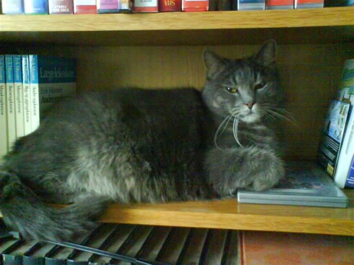 Blanding af racer tomse billede 4