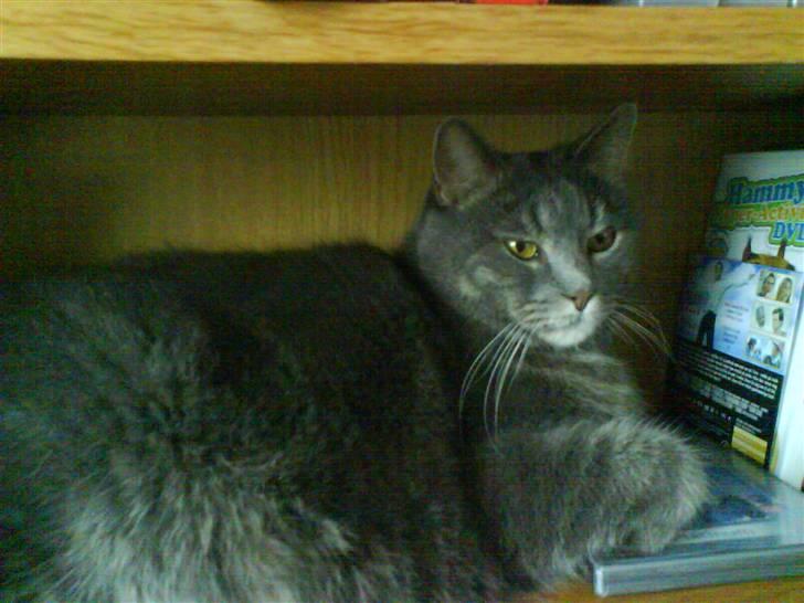 Blanding af racer tomse billede 5