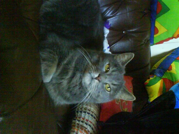 Blanding af racer tomse - hvorfor er du trængt ind på mit teritorium  billede 6