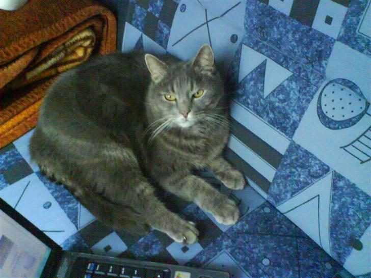 Blanding af racer tomse billede 7