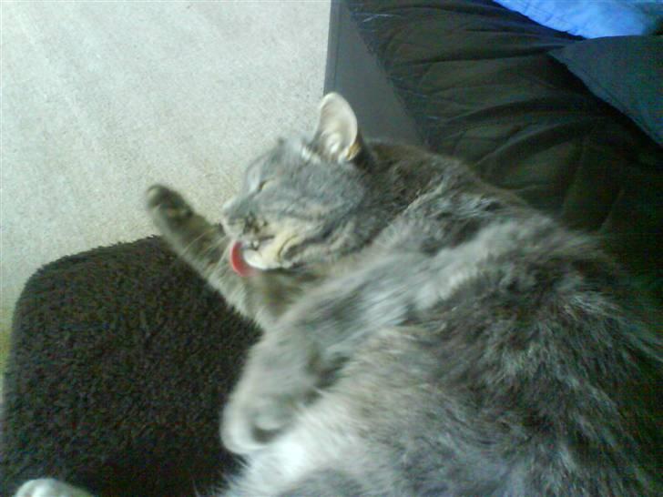 Blanding af racer tomse - så er det lige blevet tid til den daglige vask  billede 8