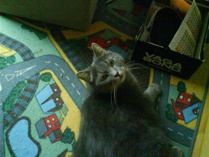 Blanding af racer tomse - du troede nok lige du kunne snige dig ind på mig men neeeeej billede 9