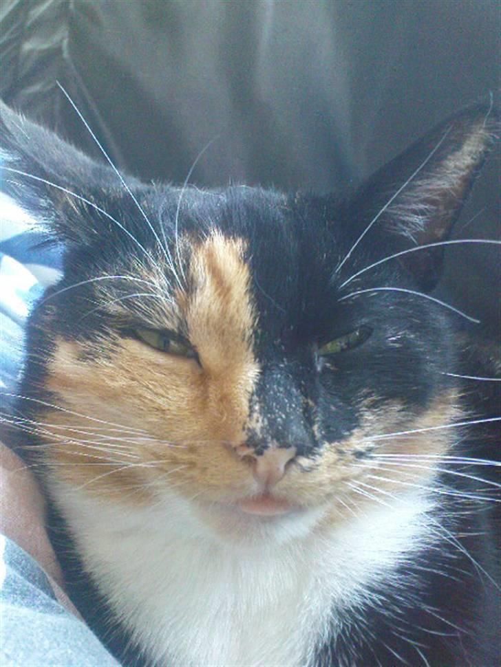 Huskat Scarface - Hi hi jeg kan række tunge :o) billede 19