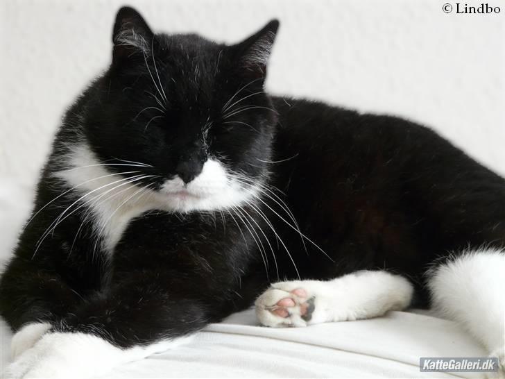 Huskat | Anton - Hej & Velkommen til Anton´s profil. Smid en kommentar :)   28/7-08 billede 1