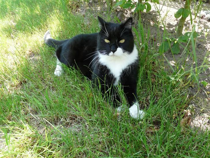 Huskat | Anton - Putte i græsset :D    Juli 08 .. billede 2