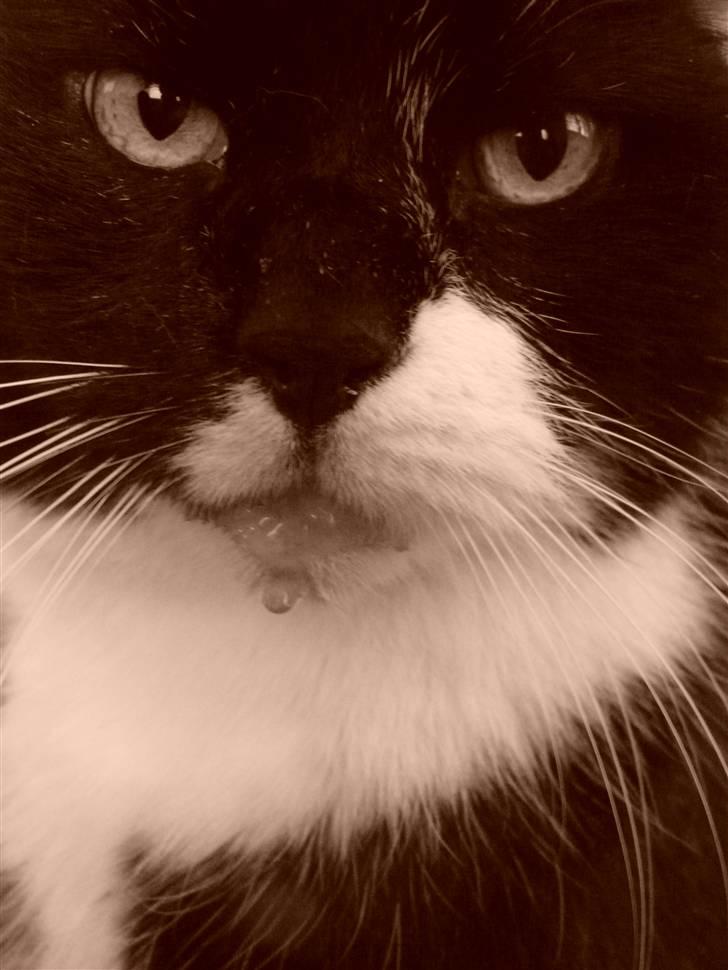 Huskat | Anton - Er han ikke bare skøøøn ? billede 3